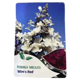 Beperkte Voorraad Hortensia Paniculata Wim‘s Red